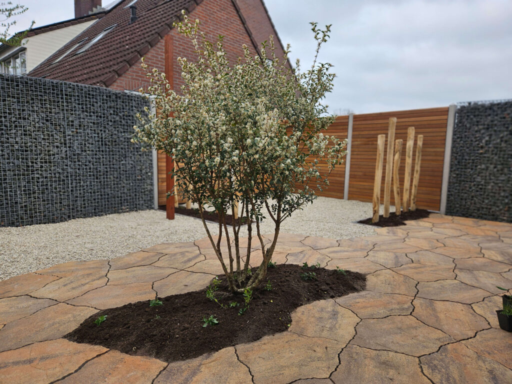 Achtertuin renovatie Hasselt